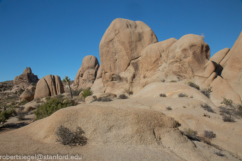 Joshua Tree